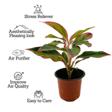 Aglaonema Red Lipstick (Aglaonema commutatum)- Live Plant  (Home & Garden)