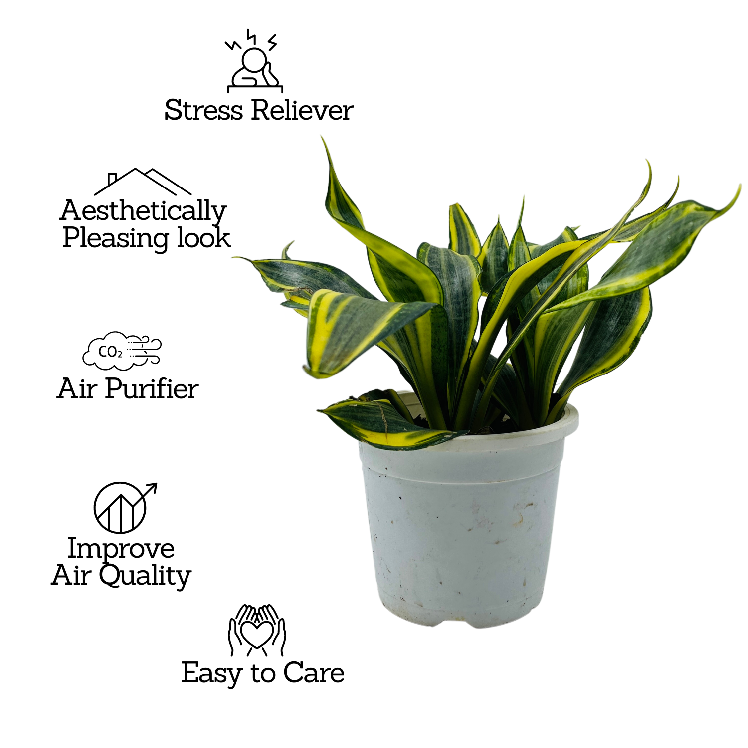 Sansevieria Crooked / Snake Plant (Dracaena trifasciata)- Live Plant in pot  (Home & Garden)