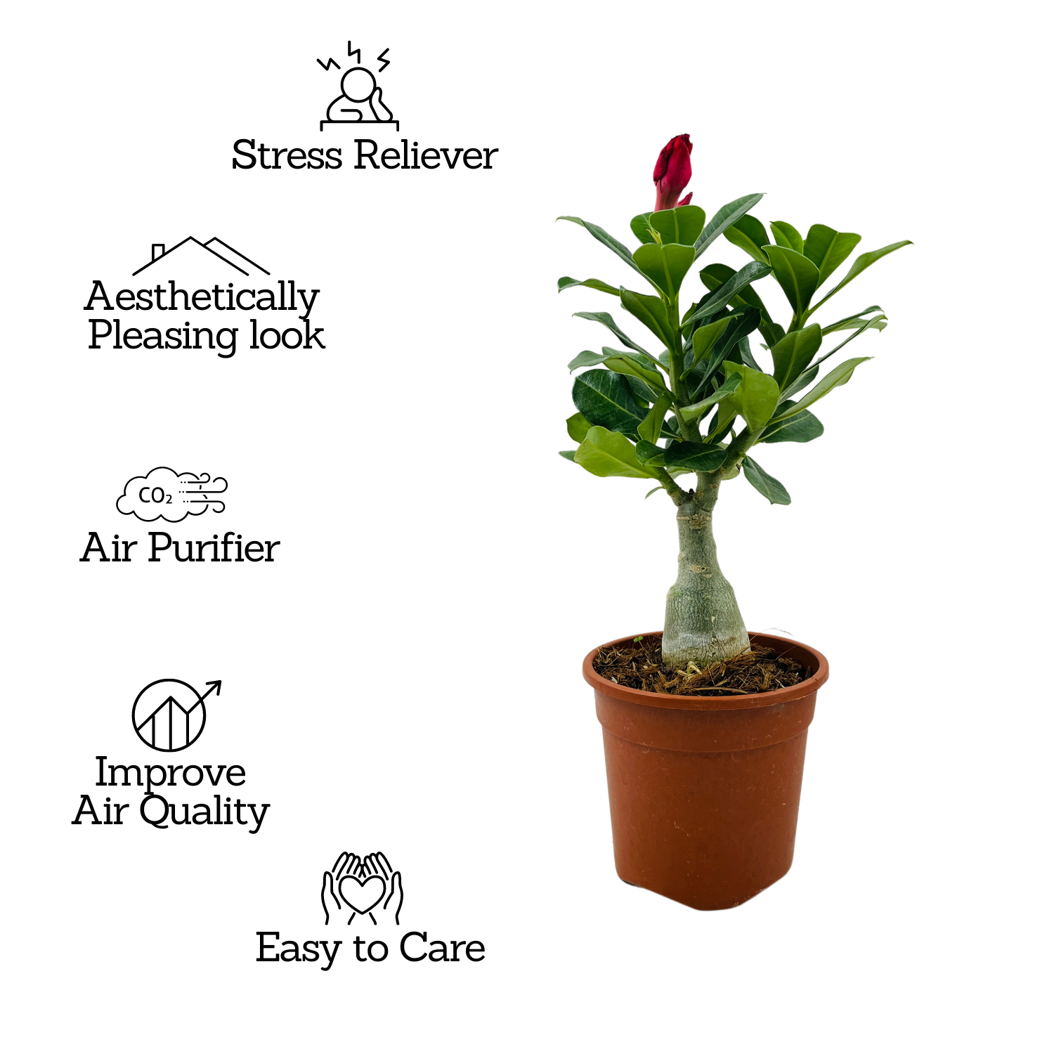 Adenium Plant | Desert Rose (Grafted, Any Color)- Live Plant (Home & Garden)
