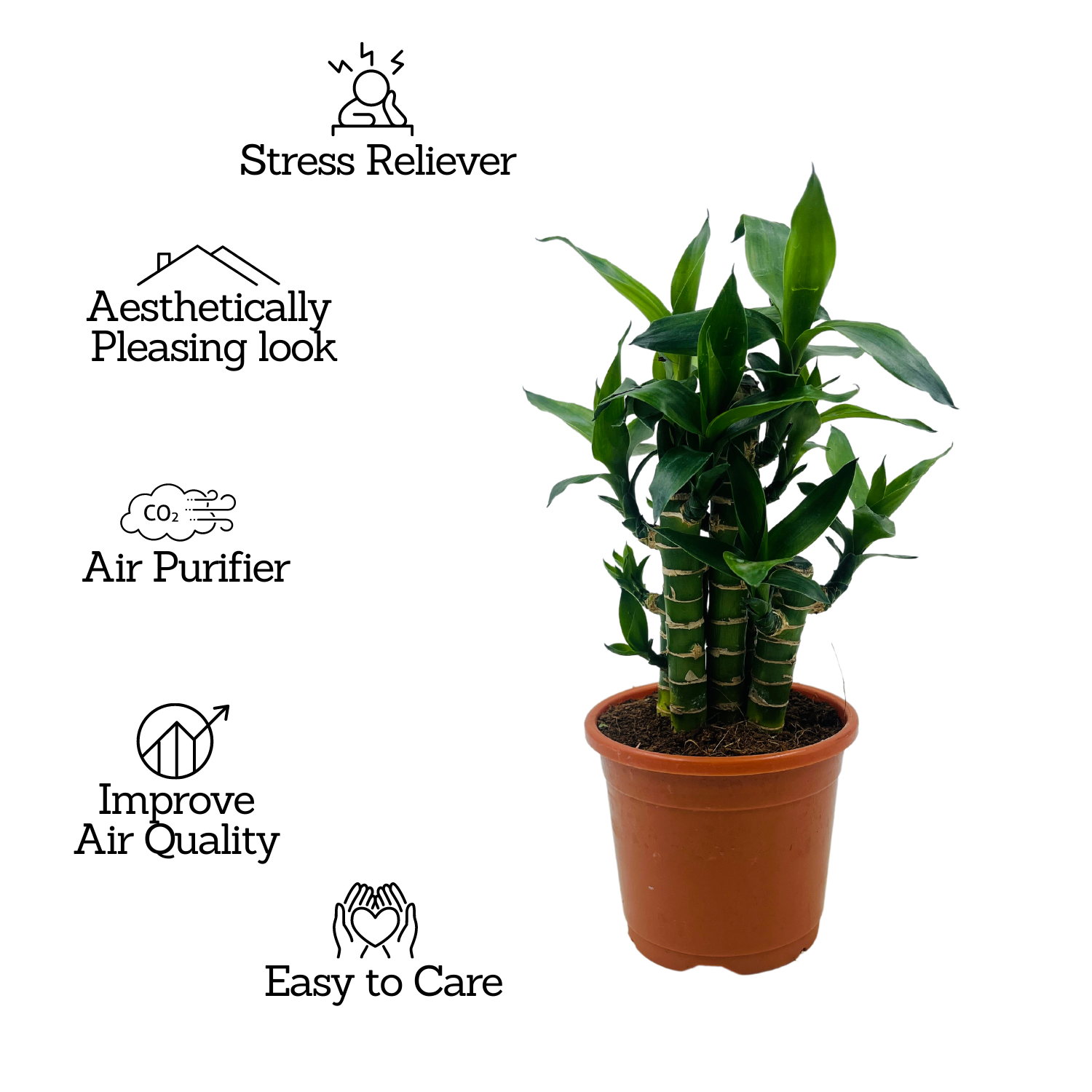Lotus Bamboo / Lucky Bamboo - Live Plant (Home & Garden)