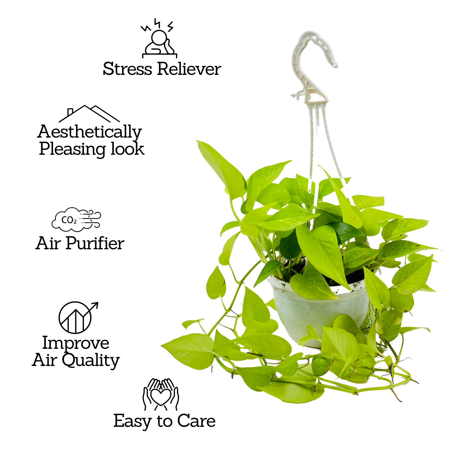 Golden Money Plant Hanging With Pot