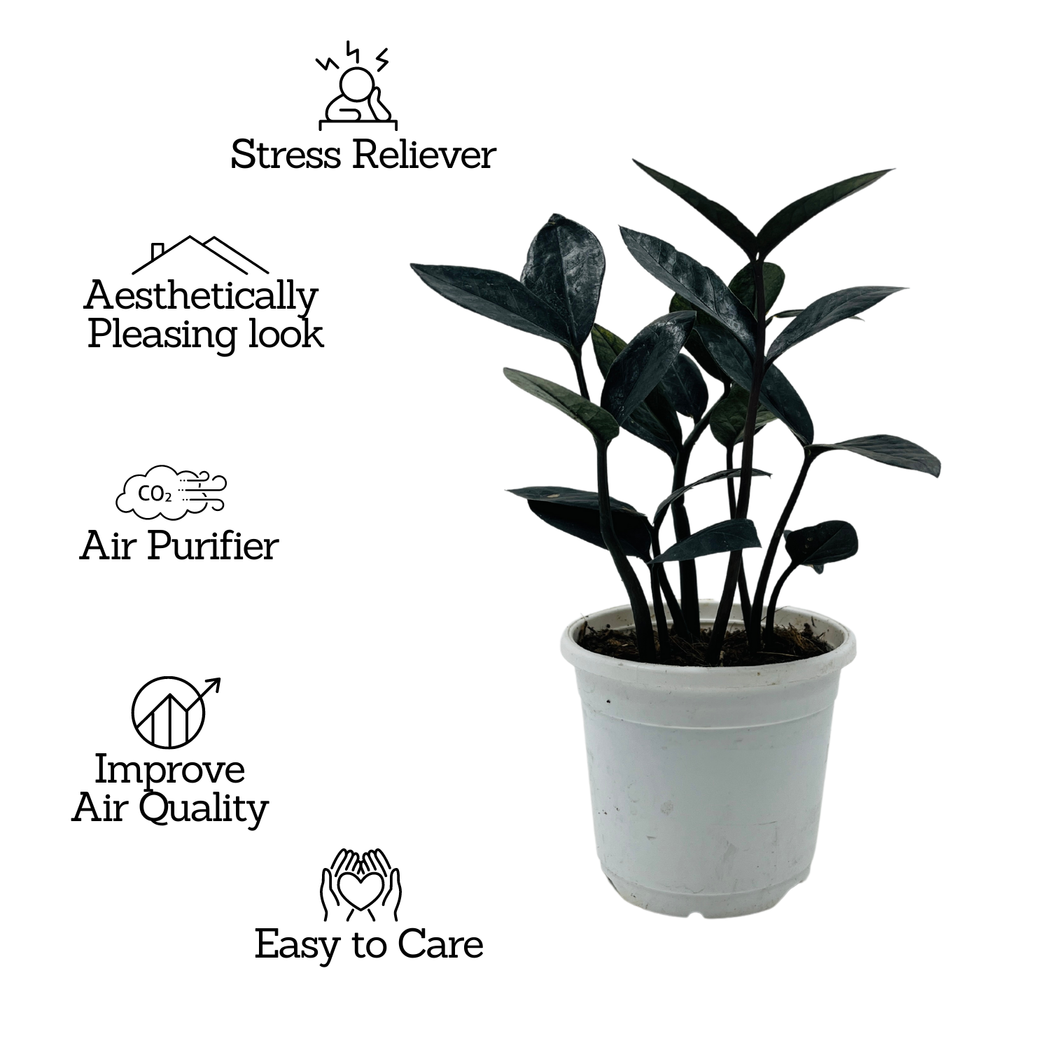Zamioculcas Raven / Black ZZ Plant (Zamioculcas zamiifolia) - Live Plant For Indoor (Home & Garden)