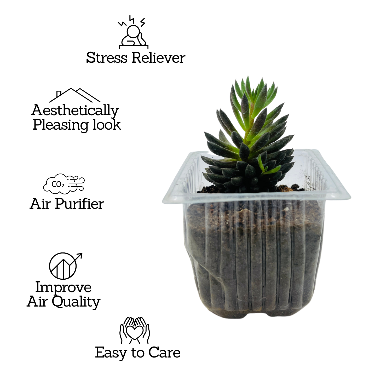 Sinocrassula Yunnanensis |  Chinese Jade Succulent - Live Plant (Home & Garden)