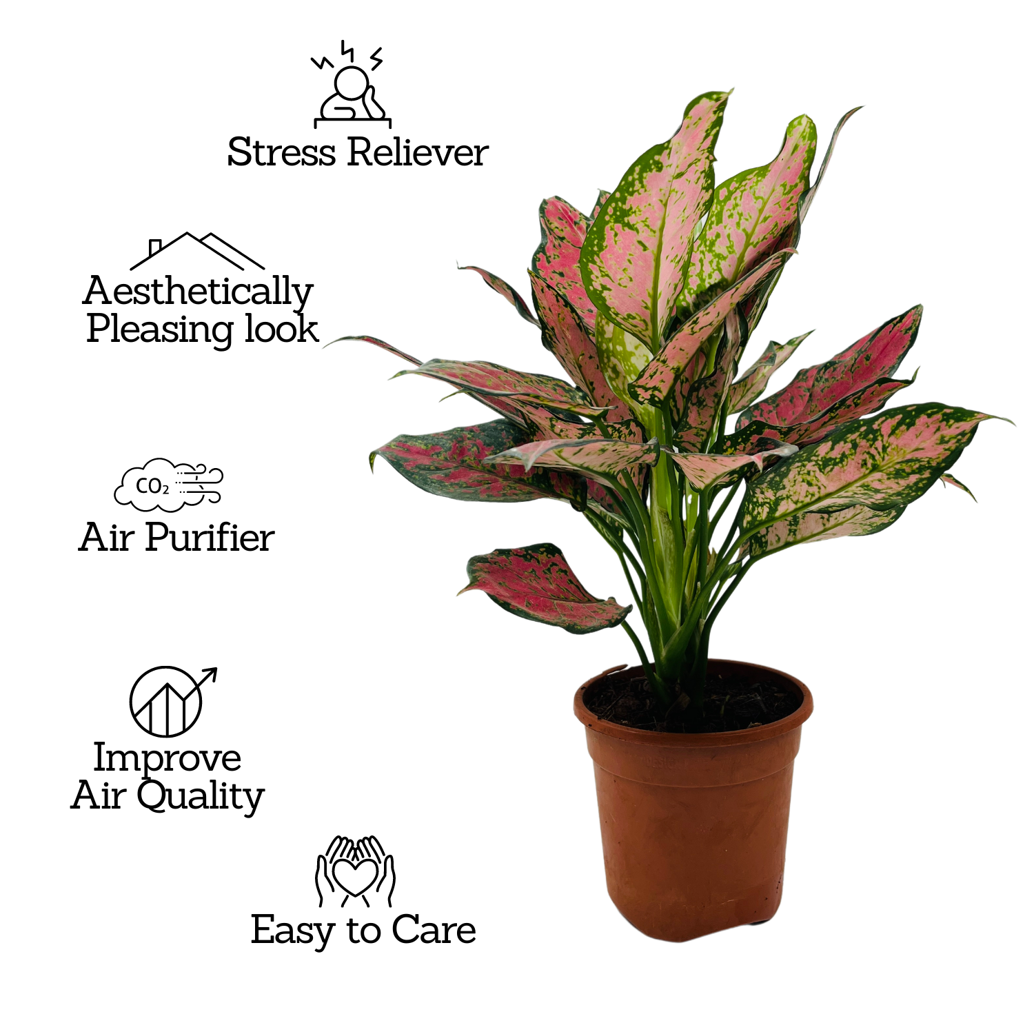 Aglaonema Red Valentine / Chinese Evergreen (Aglaonema commutatum)- Live Plant (Home & Garden)