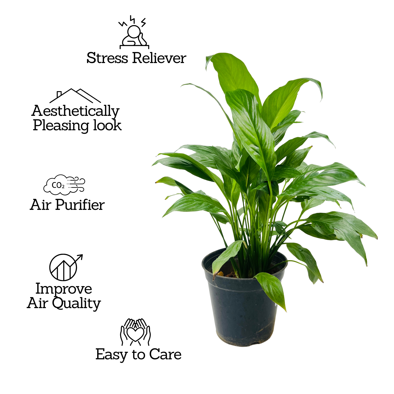 Peace Lily (Spathiphyllum) Flowering/Ornamental Live Plant In Pot (Home & Garden)