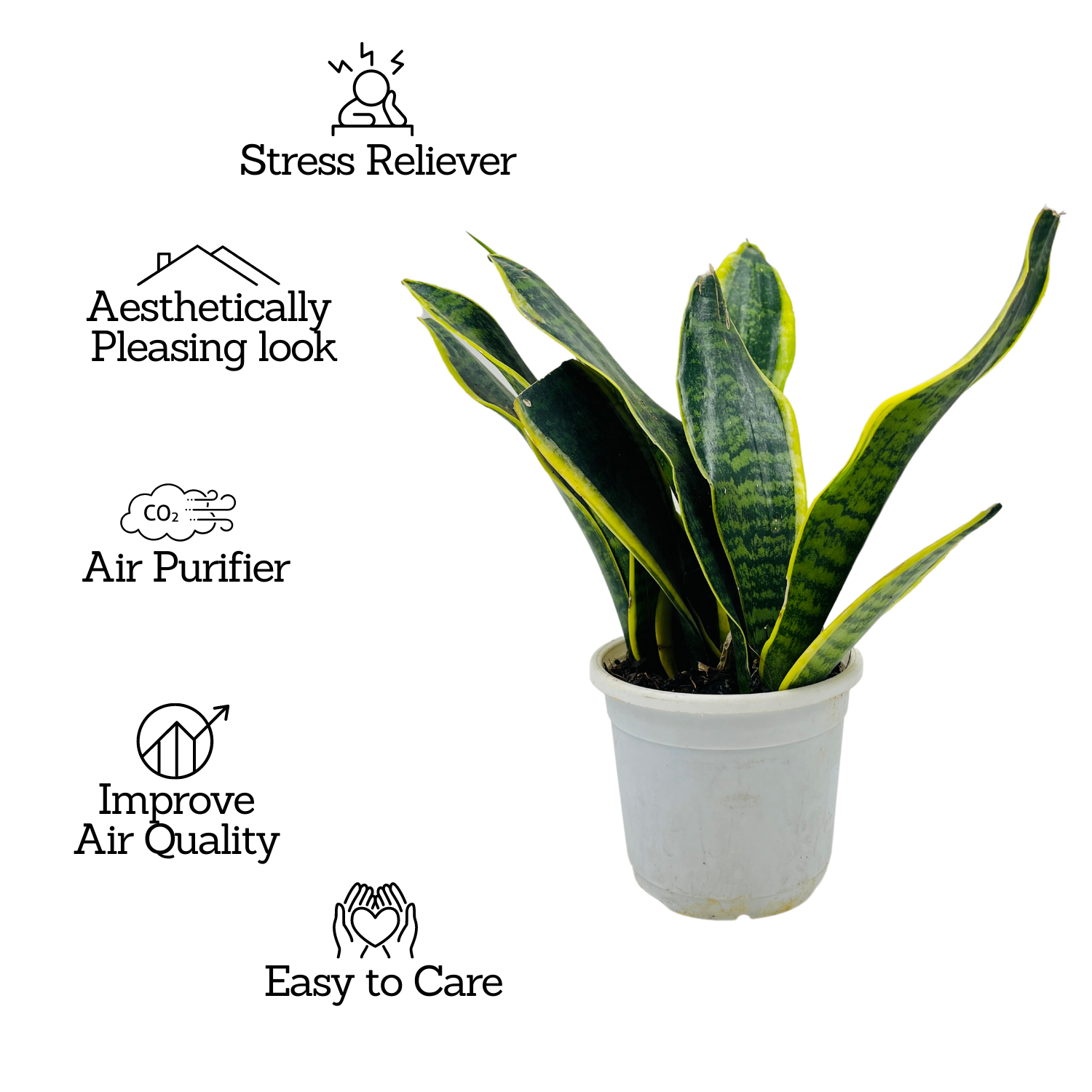 Sansevieria Trifasciata Superba / Snake Plant (Sansevieria trifasciata)- Live Plant  (Home & Garden)