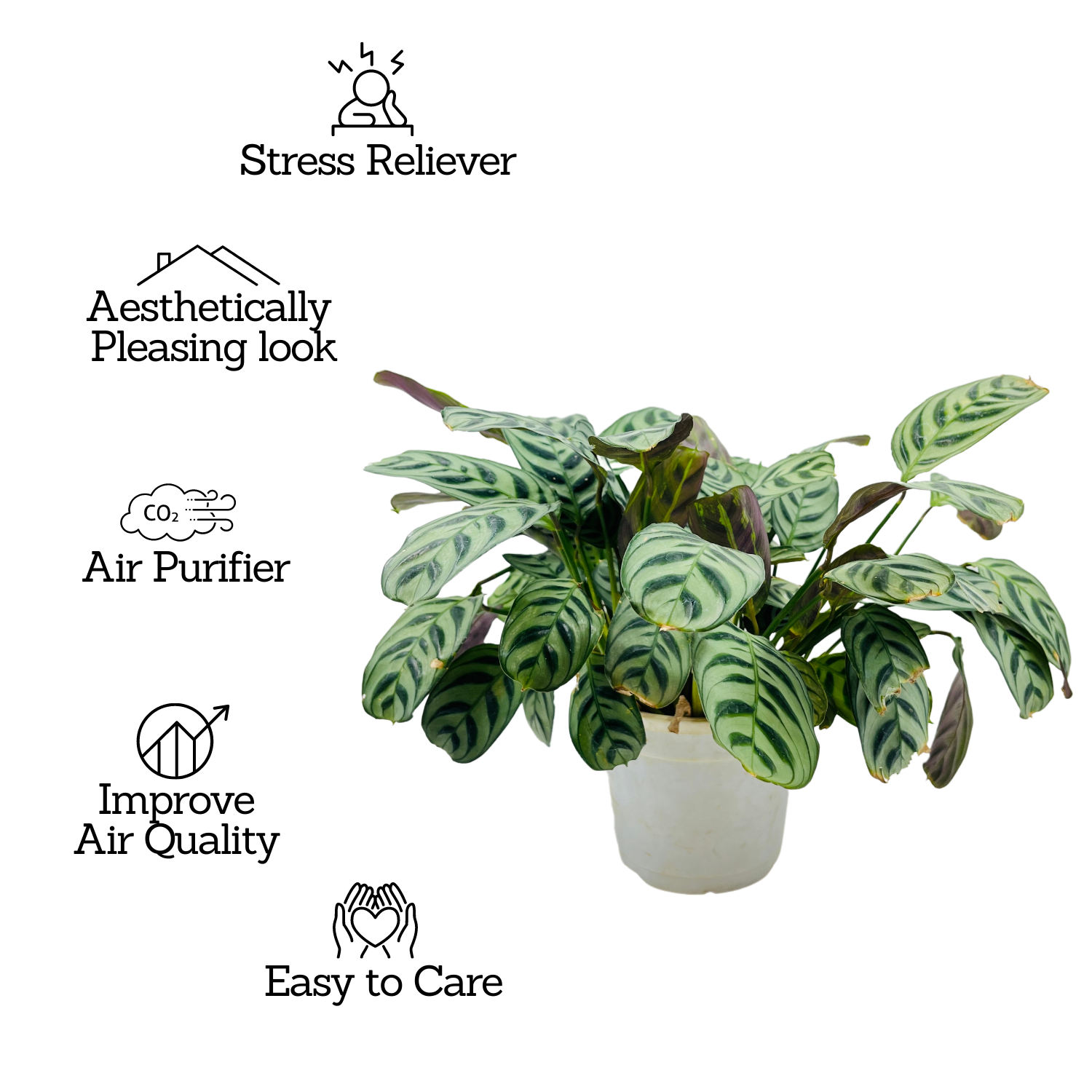 Calathea Burle Marxii - Live Plant (Home & Graden)