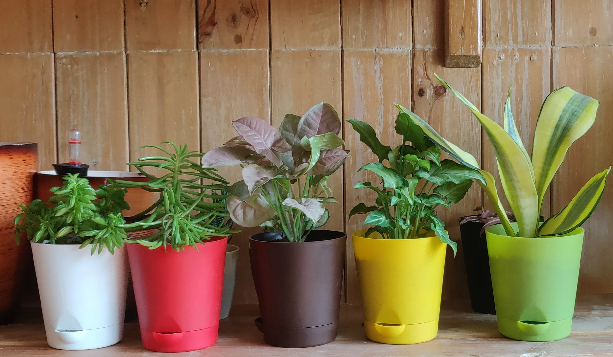Krish 10 Self Watering Plastic Pot