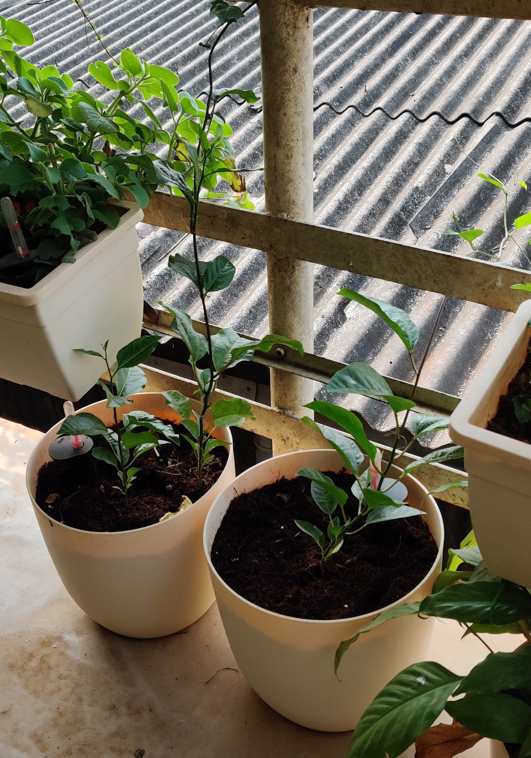 Ronda 2926 Round Plastic Pot (Without Self-Watering Kit)