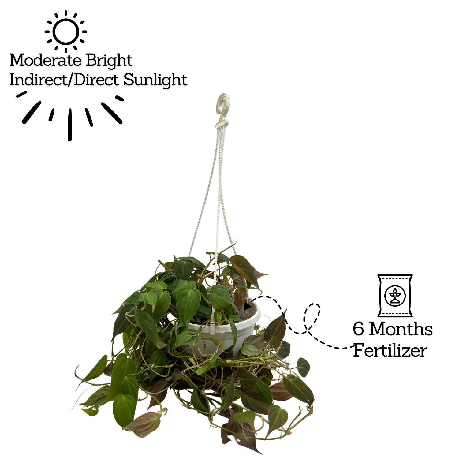Philodendron Micans Oxycardium Plant With Hanging Pot