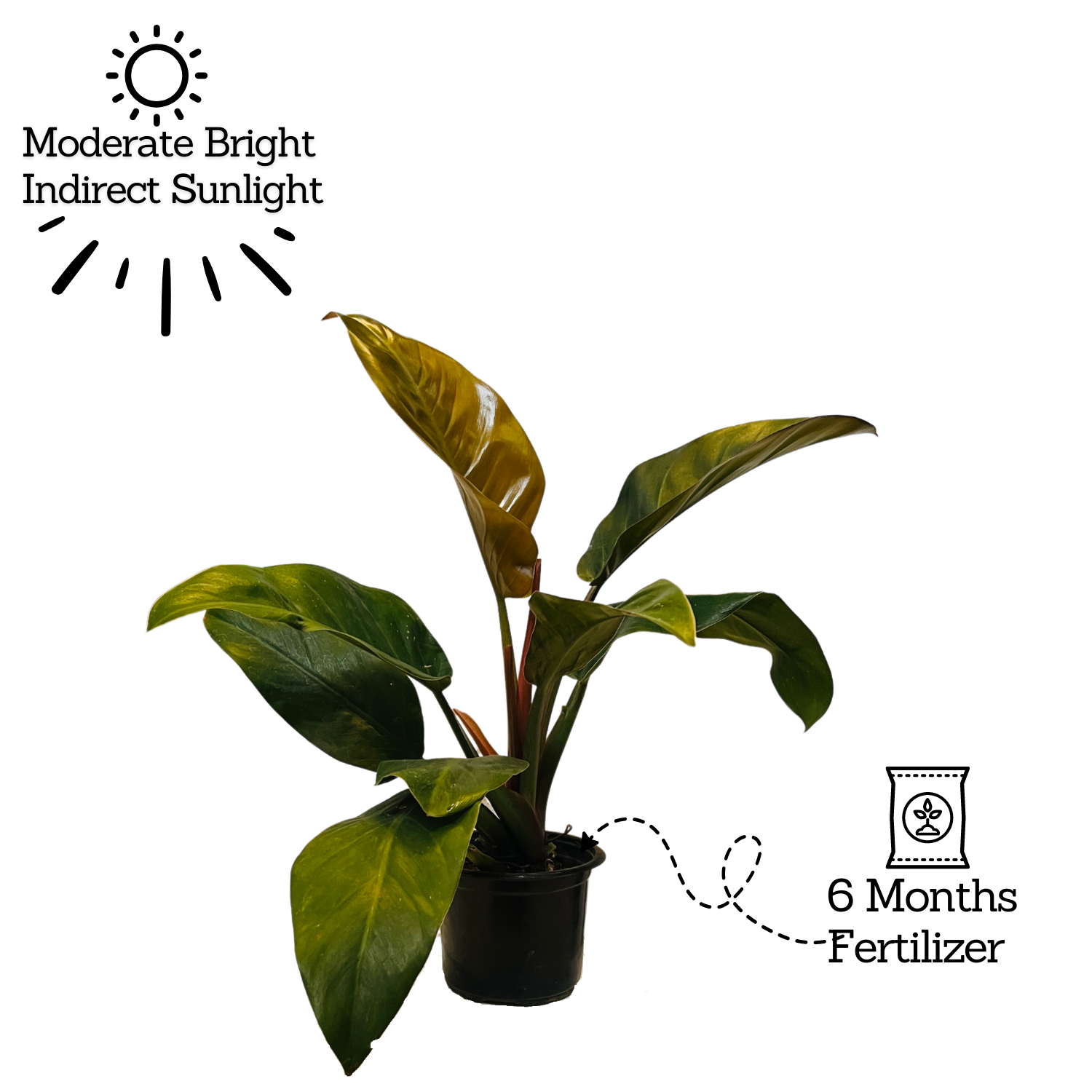 Philodendron Red Congo - Live Plant (Home & Graden)