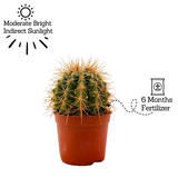 Ball Cactus Orange (echinocactus grusonii) - Live Plant (Home & Graden)