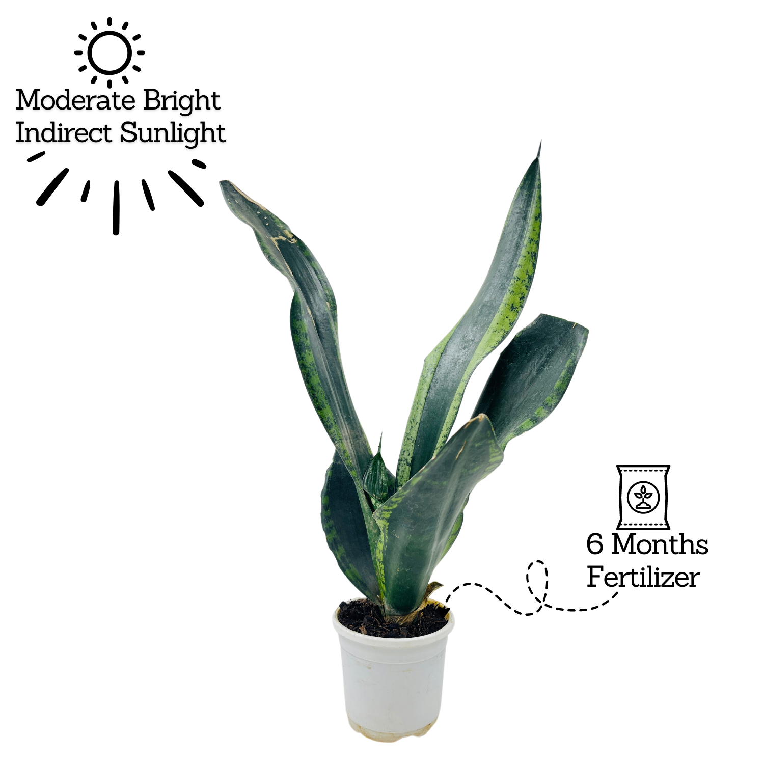 Sansevieria Trifasciata Whitney / Snake Plant (Sansevieria trifasciata)- Live Plant  (Home & Garden)