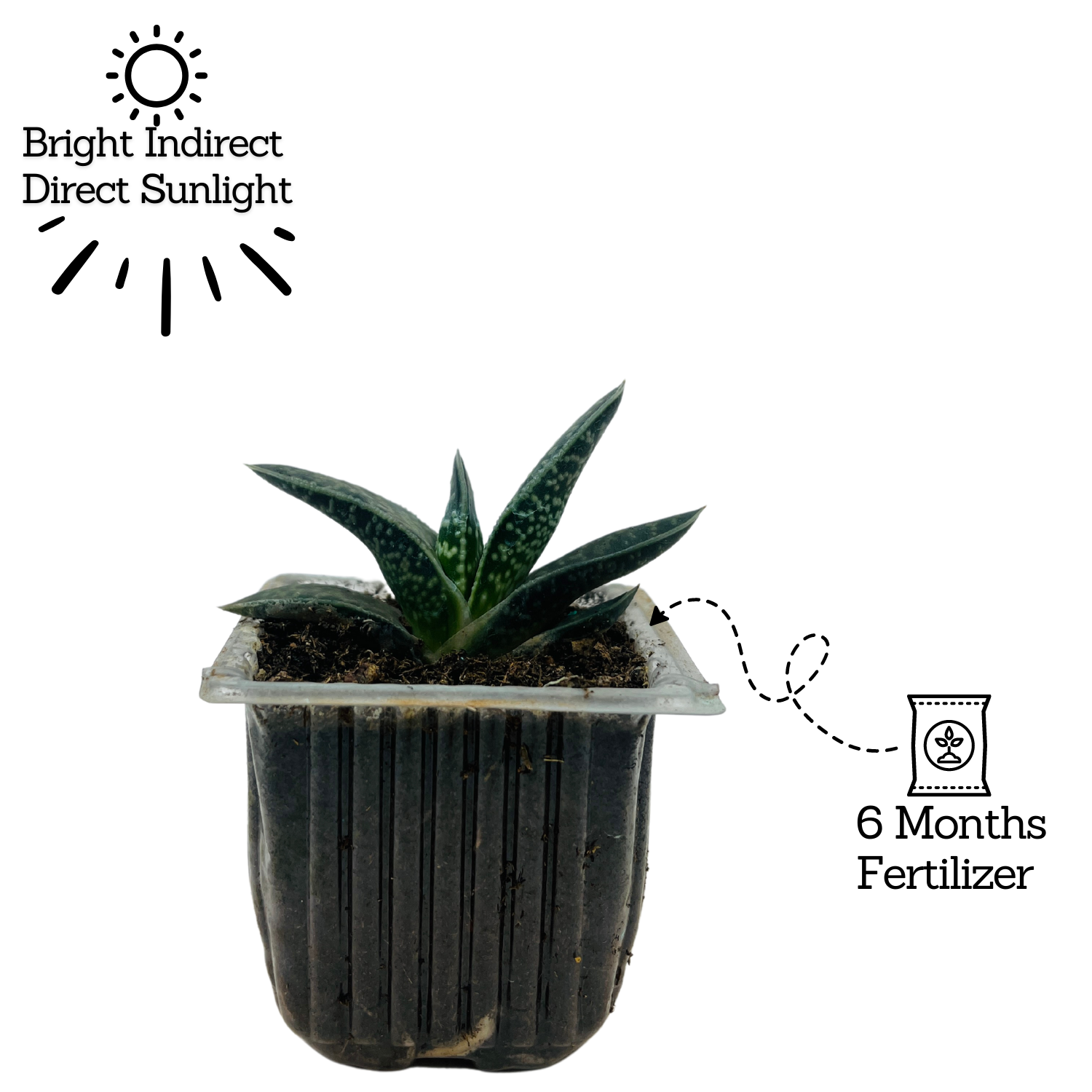 Gasteria Obliqua | Gasteria Bicolor Succulent Plant - Live Plant (Home & Garden)
