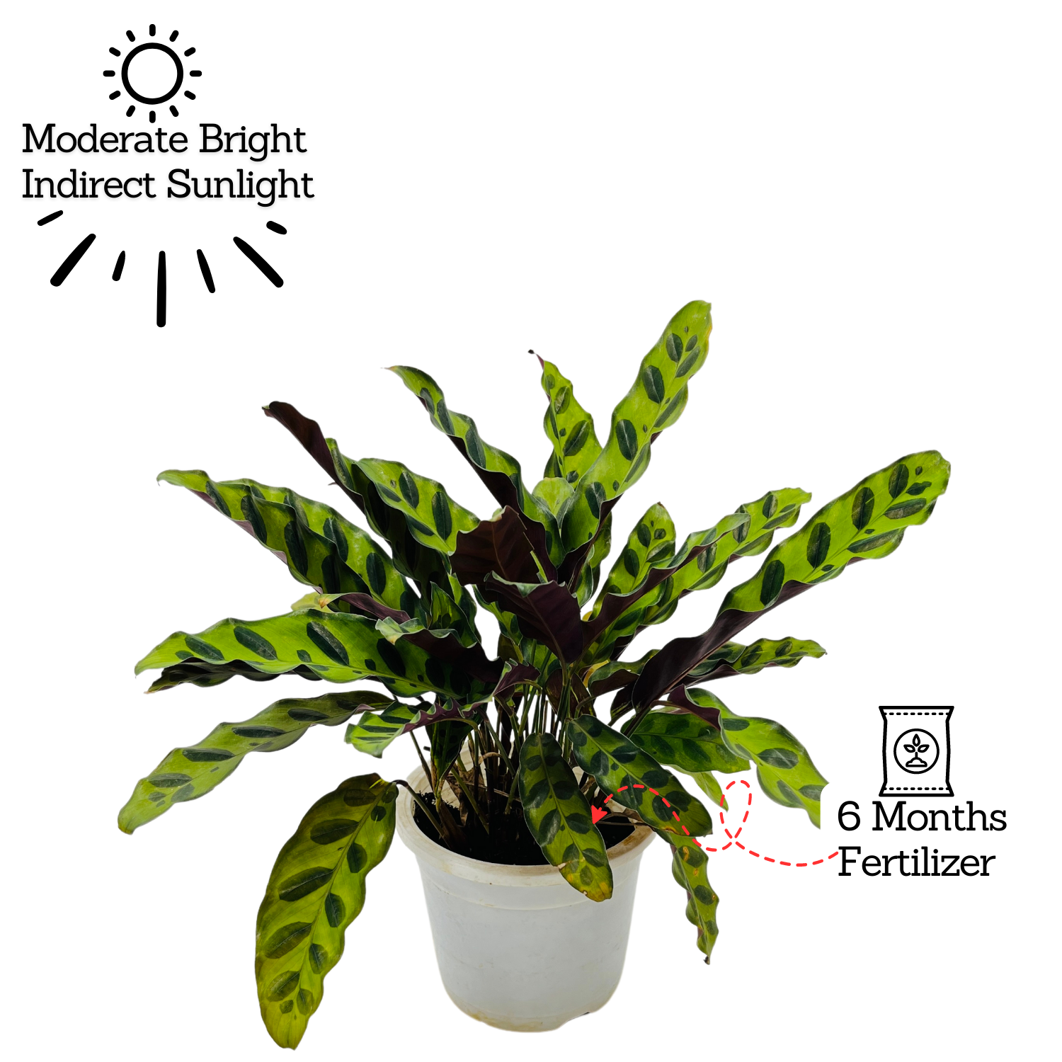 Calathea insignis (Goeppertia insignis) - Live Plant (Home & Graden)