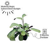 Calathea Amagris- Live Plant (Home & Graden)