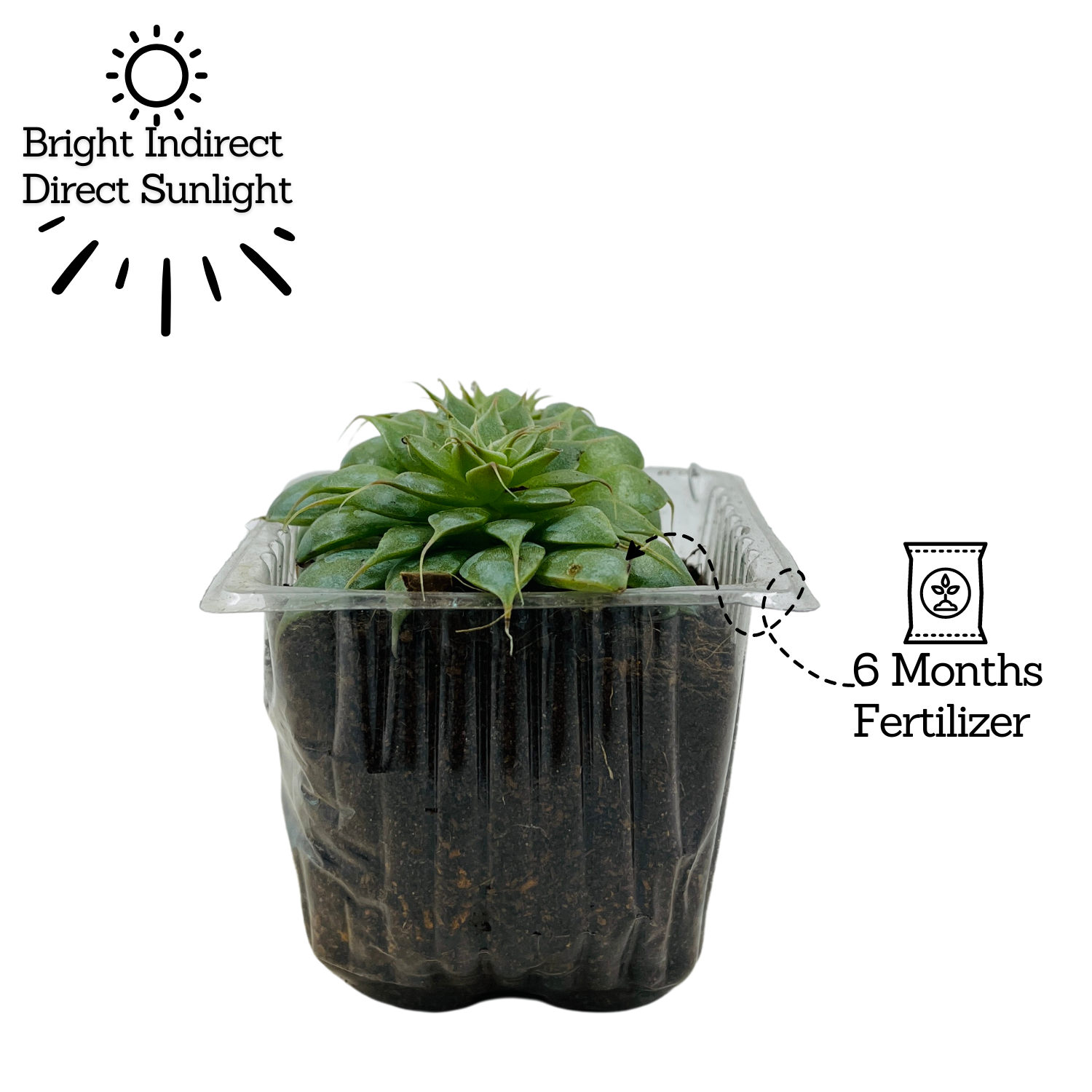 Graptopetalum Filiferum - Succulent Live Plant (Home & Garden)