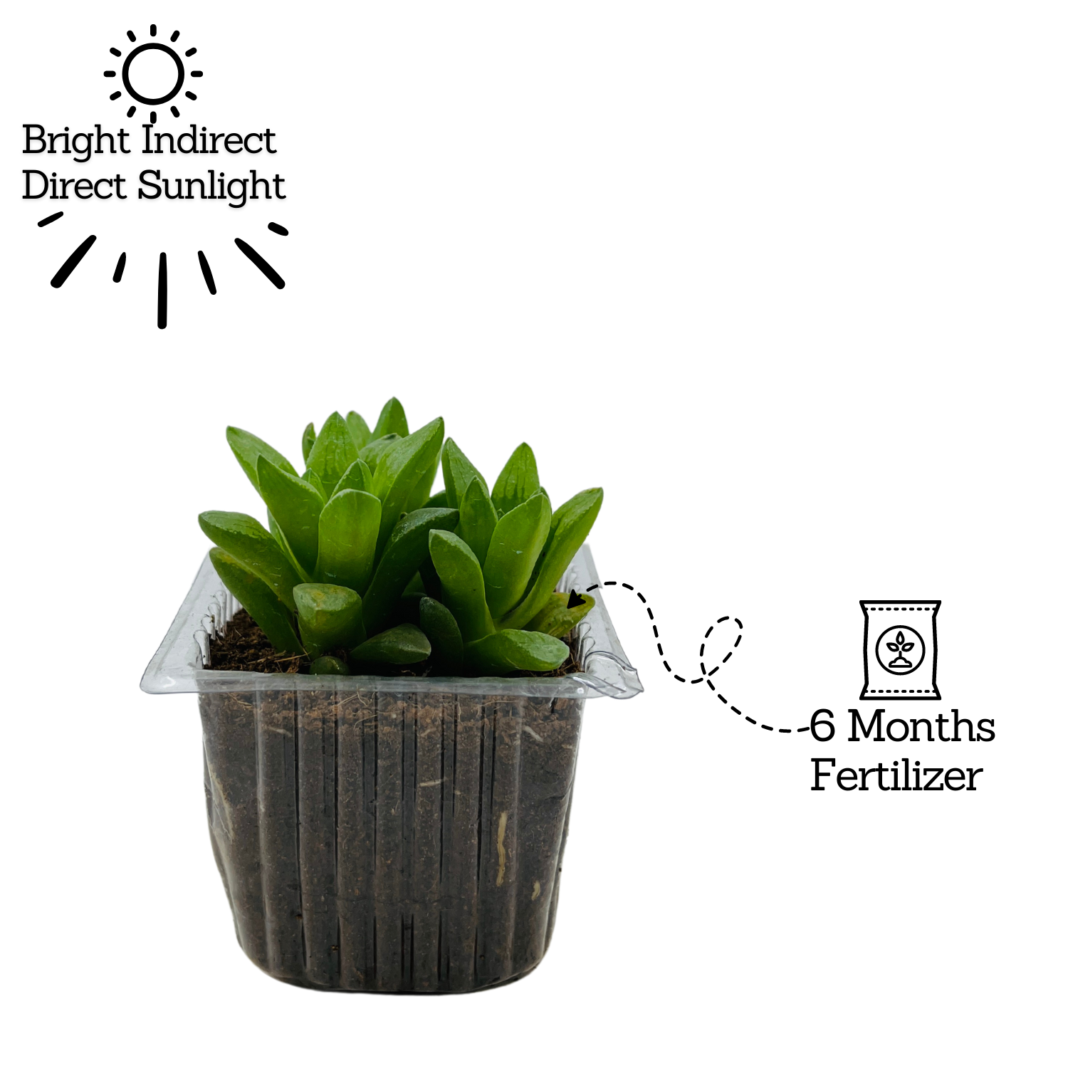 Small Haworthia Cymbiformis Plant- Live Succulent Plant (Home & Garden)
