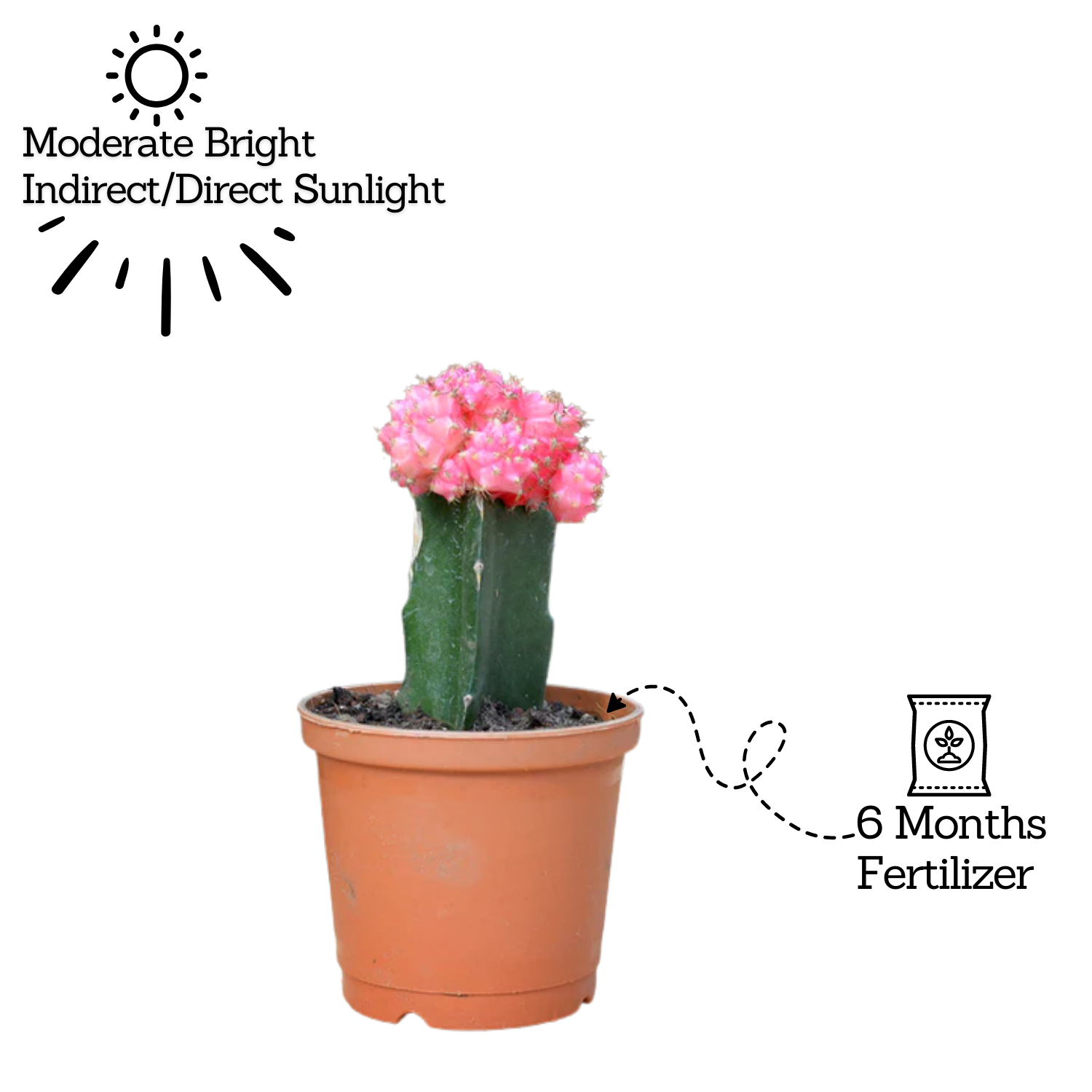 Moon Cactus Pink (Gymnocalycium mihanovichii)- Live Plant (Home & Garden)