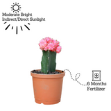 Moon Cactus Pink (Gymnocalycium mihanovichii)- Live Plant (Home & Garden)
