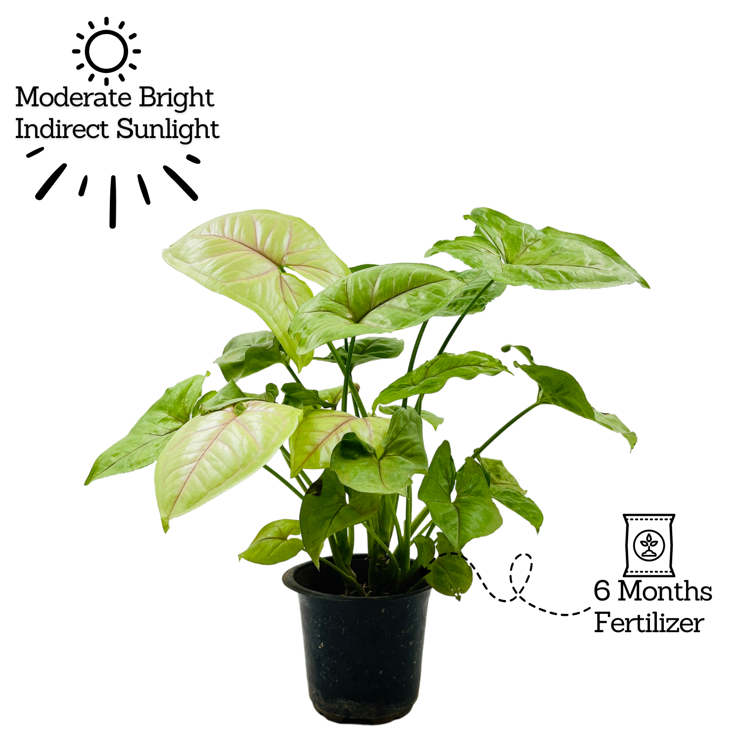 Syngonium Lemon (Syngonium Podophyllum) - Live Plant (Home & Graden)