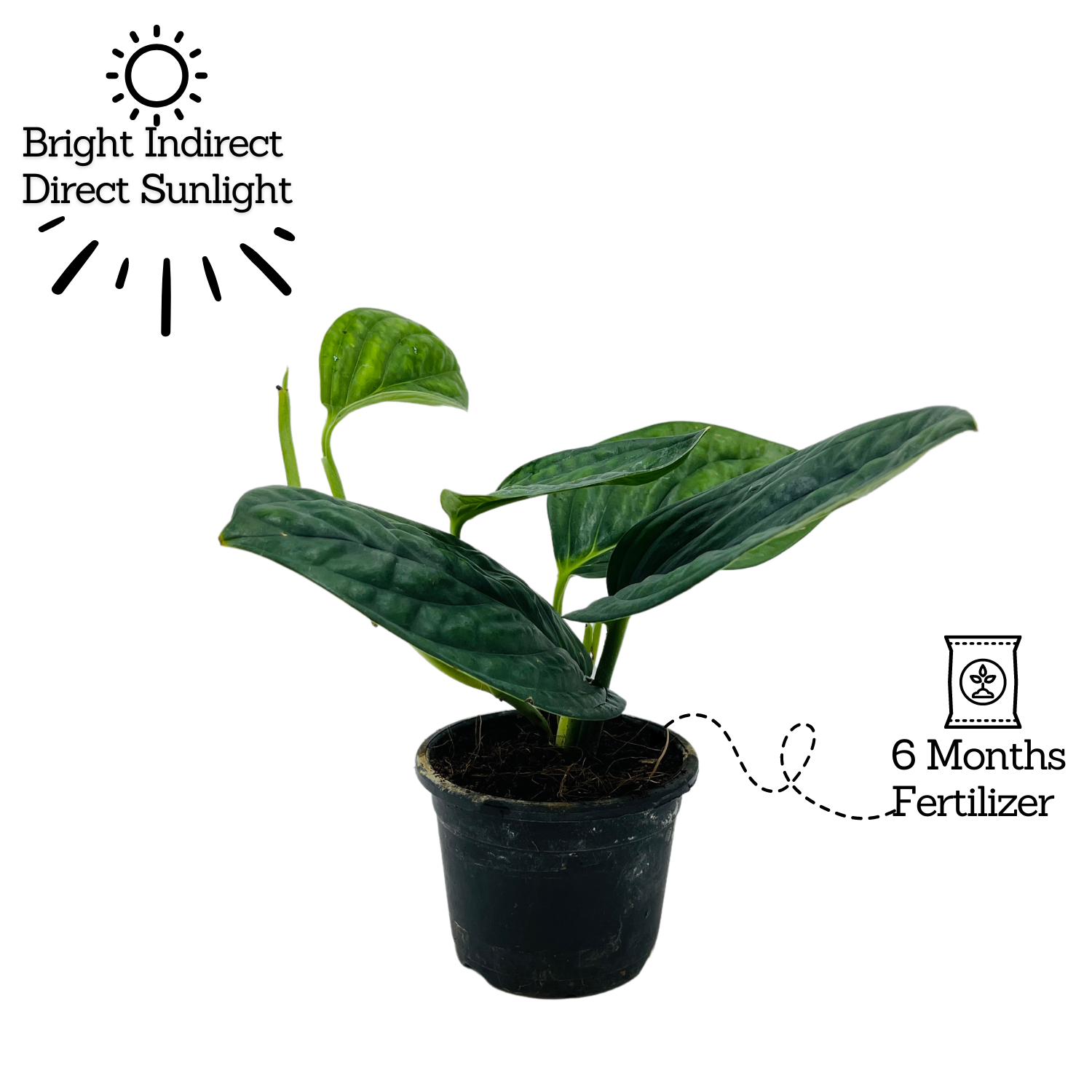 Monstera Peru (Monstera karstenianum)- Live Plant in 8.5cm Pot (Home & Garden)