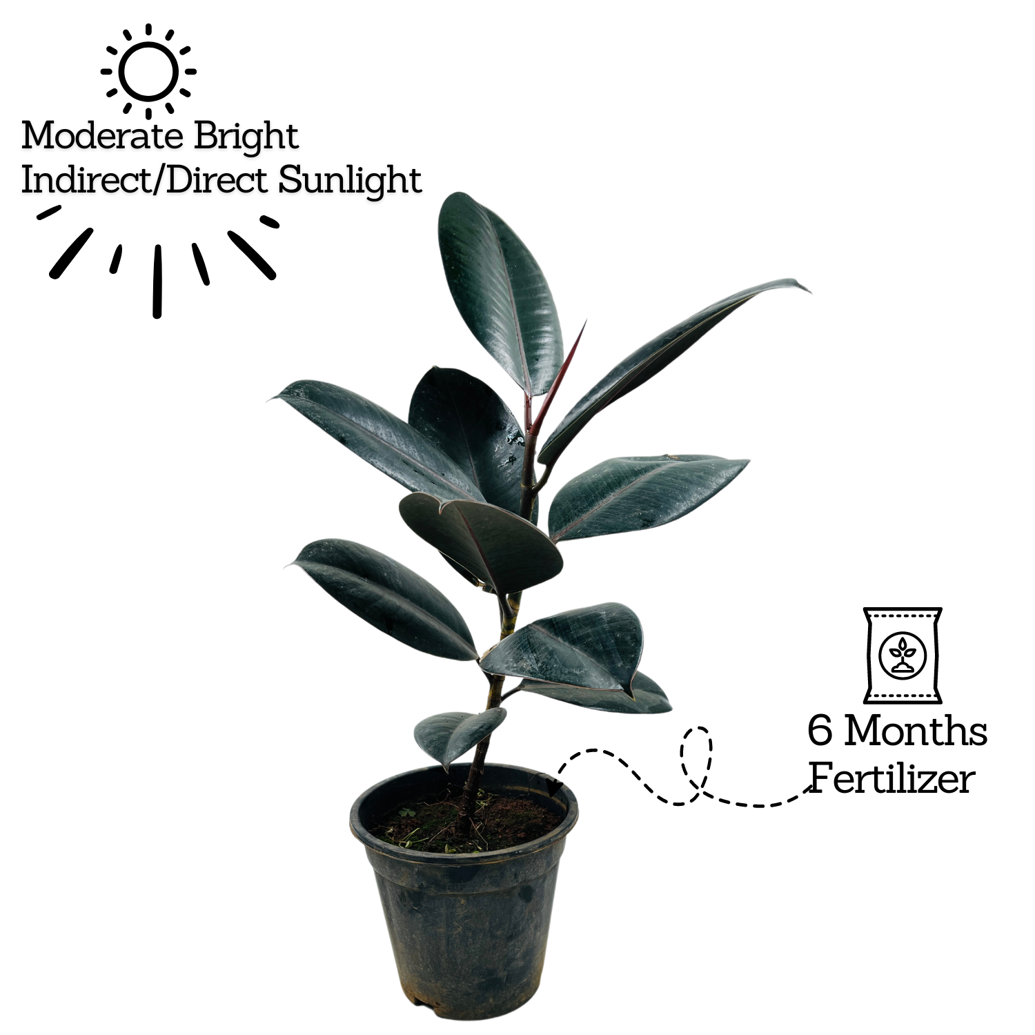 Rubber Tree, Rubber Plant, Ficus elastica (Black Prince, Burgundy)- Live Plant  (Home & Garden)
