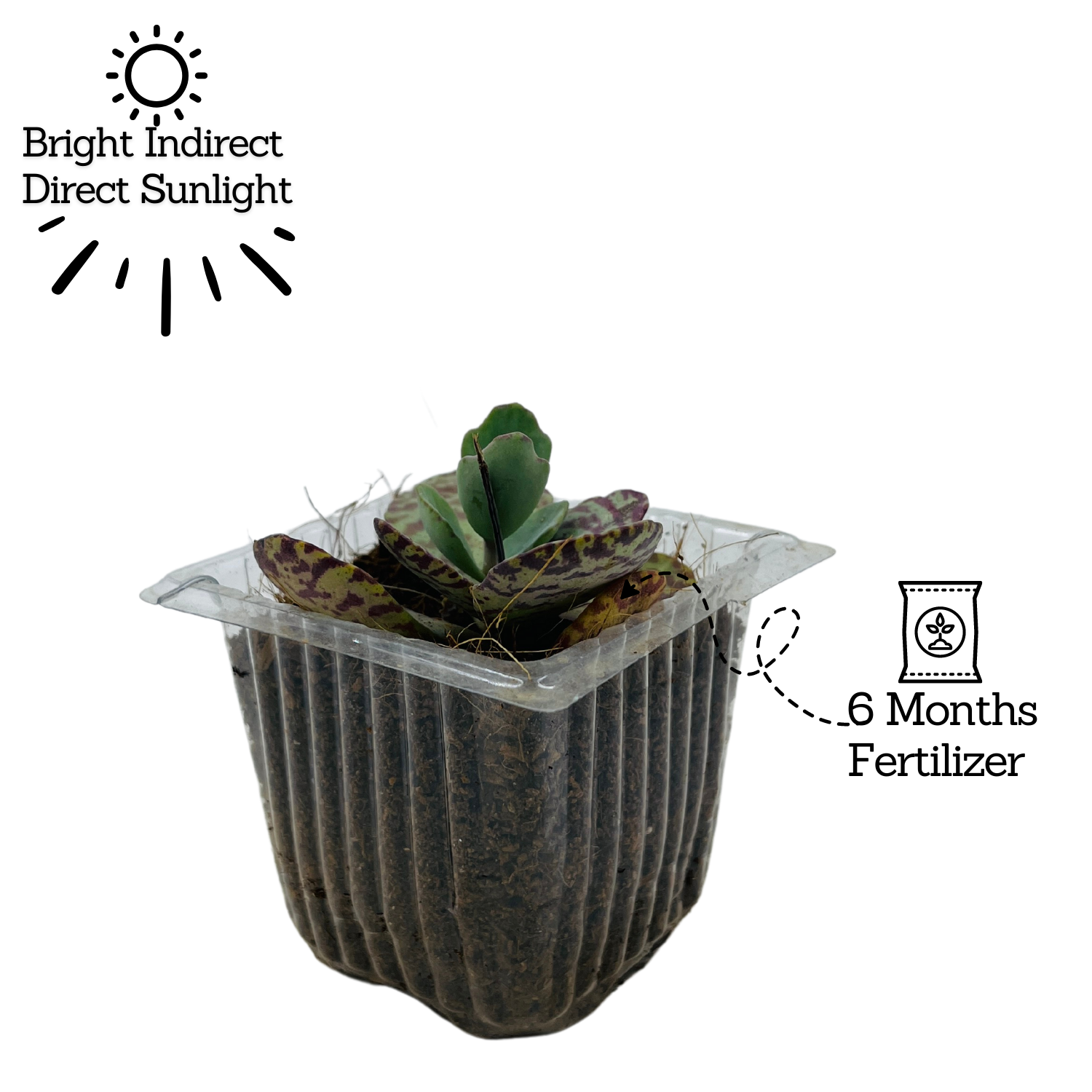 Kalanchoe Humilis- Live Succulent Plant (Home & Garden)