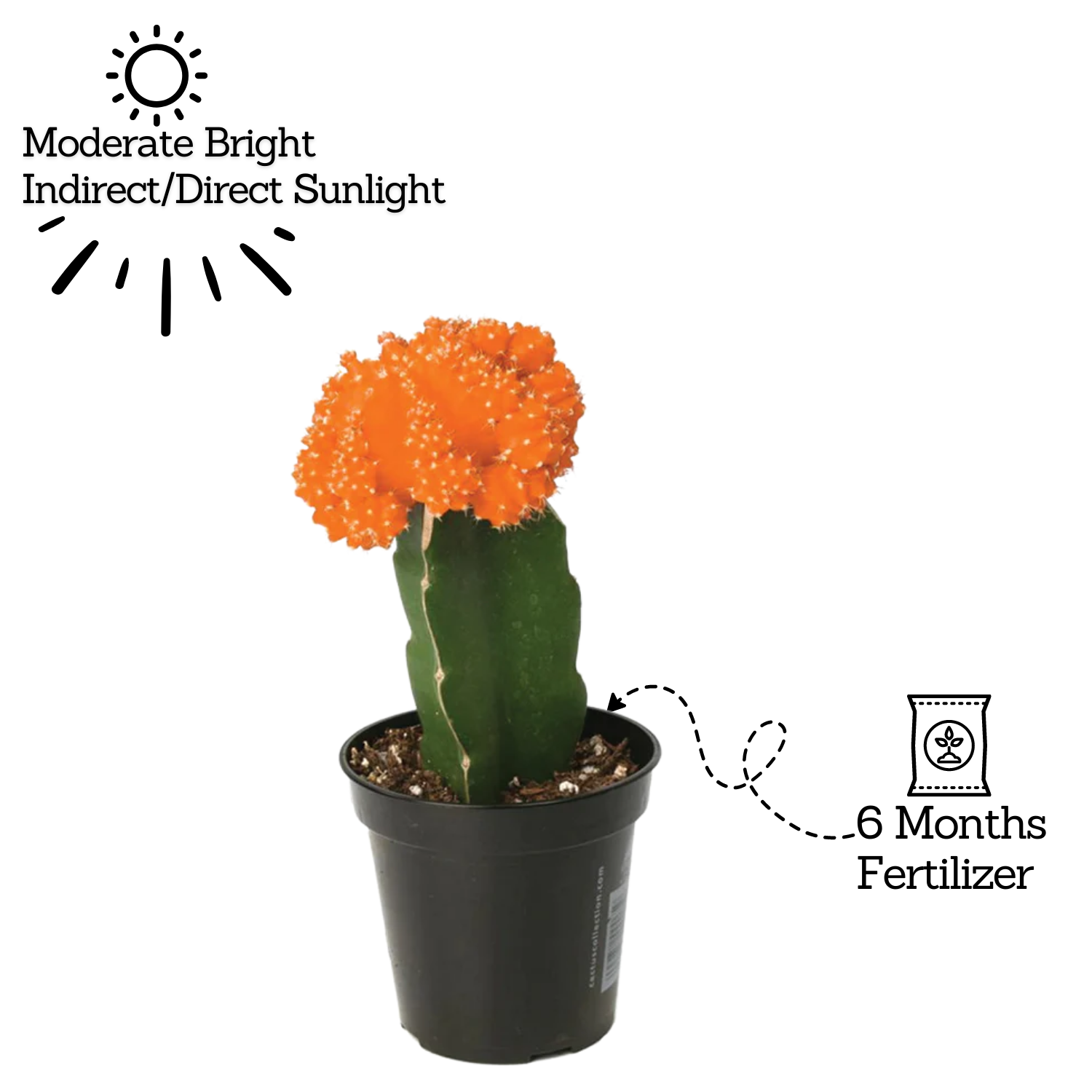 Moon Cactus Orange (Gymnocalycium mihanovichii)- Live Plant (Home & Garden)