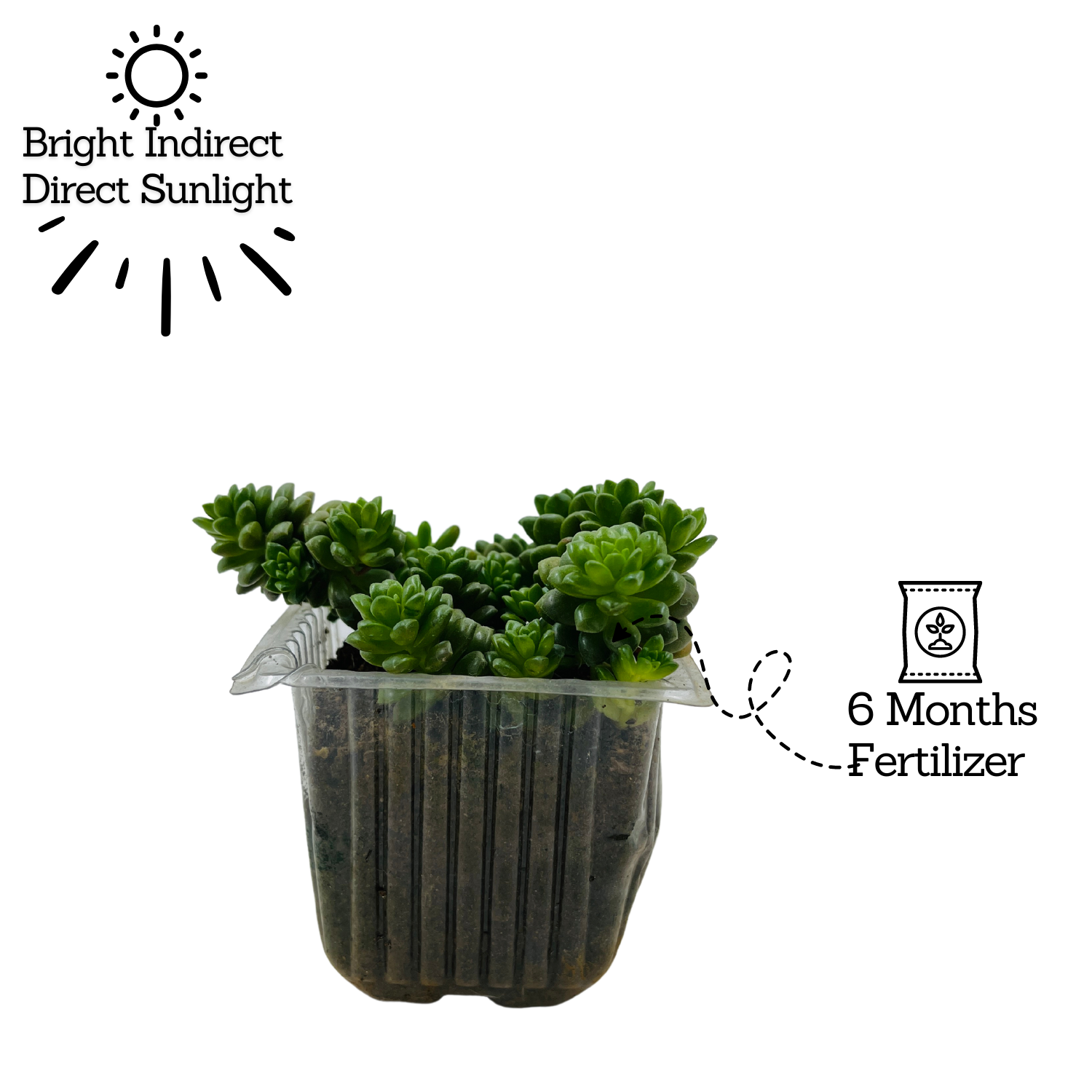Cremnosedum ƒ??Little Gemƒ?? - Live Succulent Plant (Home & Garden)