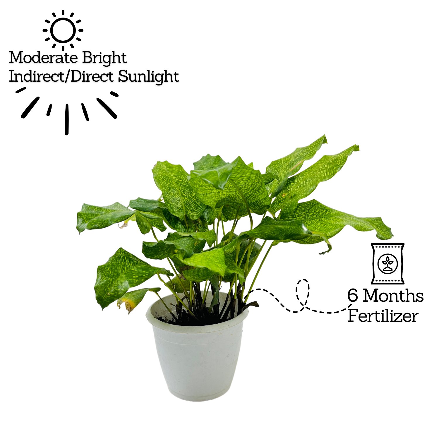 Calathea Musaica- Live Plant (Home & Graden)