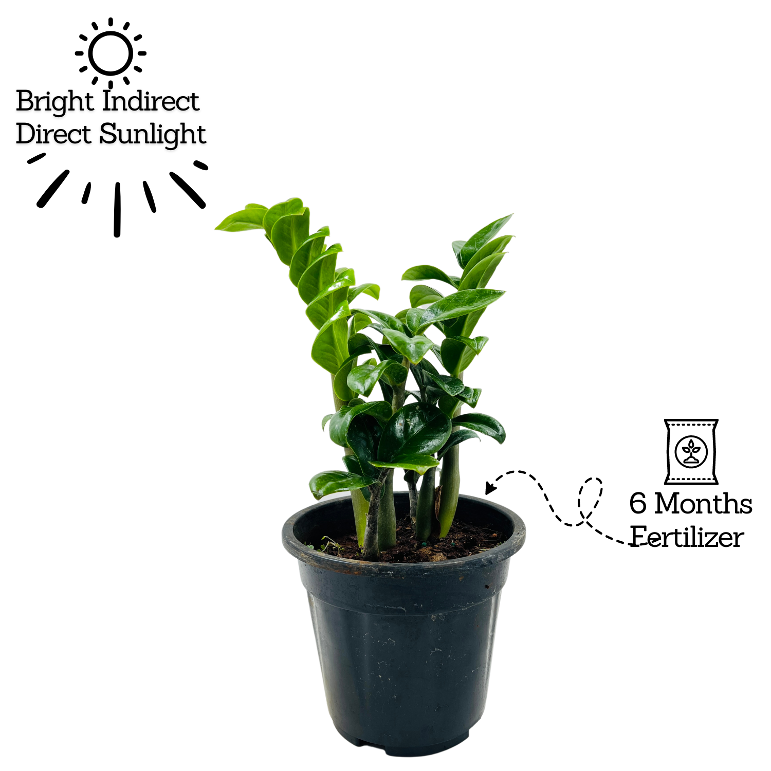 Zamioculcas zamiifolia ƒ??Zenziƒ?? Dwarf ZZ Plant- Live Plant in 5inch Pot (Home & Garden)