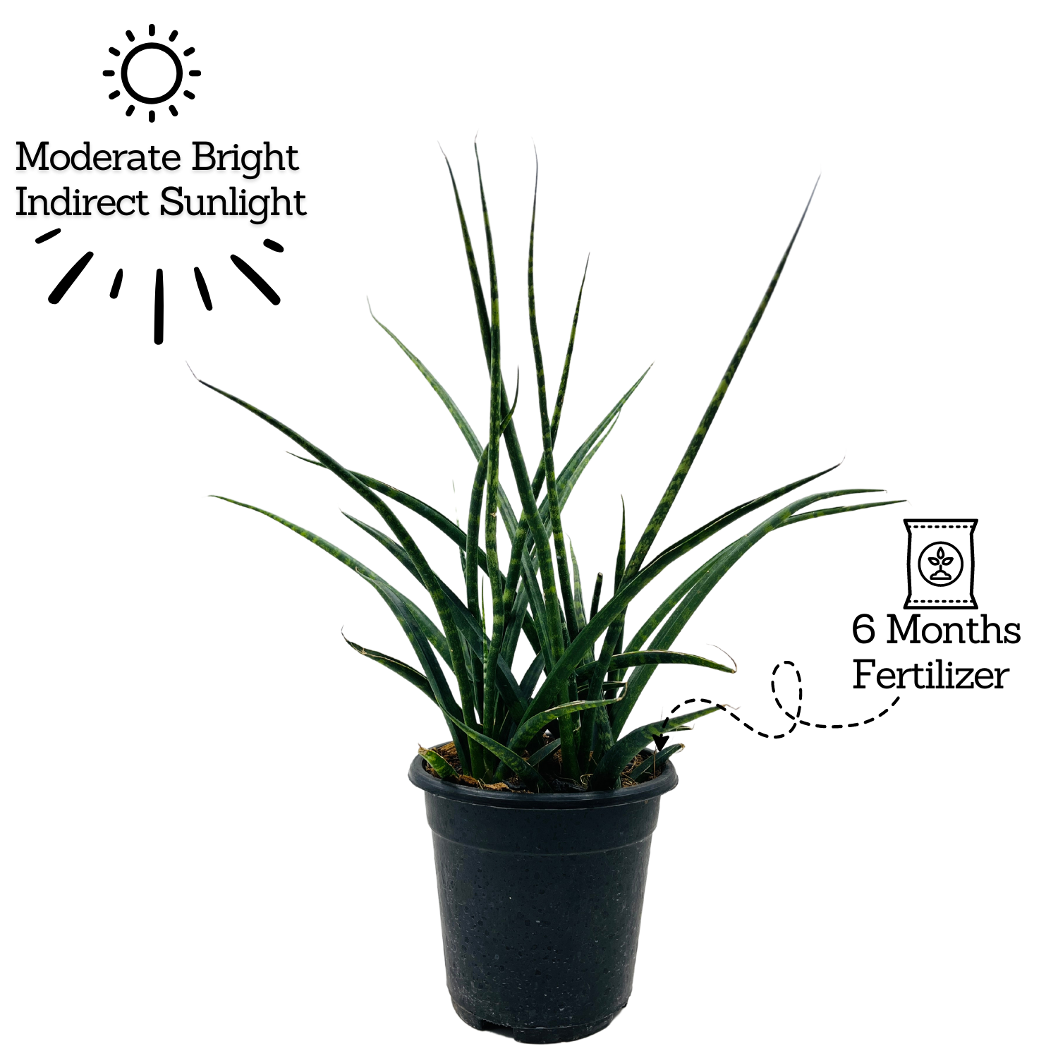 Mikado - Medium Size (Sansevieria bacularis) - Live Snake Plant For Indoor (Home & Garden)