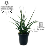 Mikado - Medium Size (Sansevieria bacularis) - Live Snake Plant For Indoor (Home & Garden)