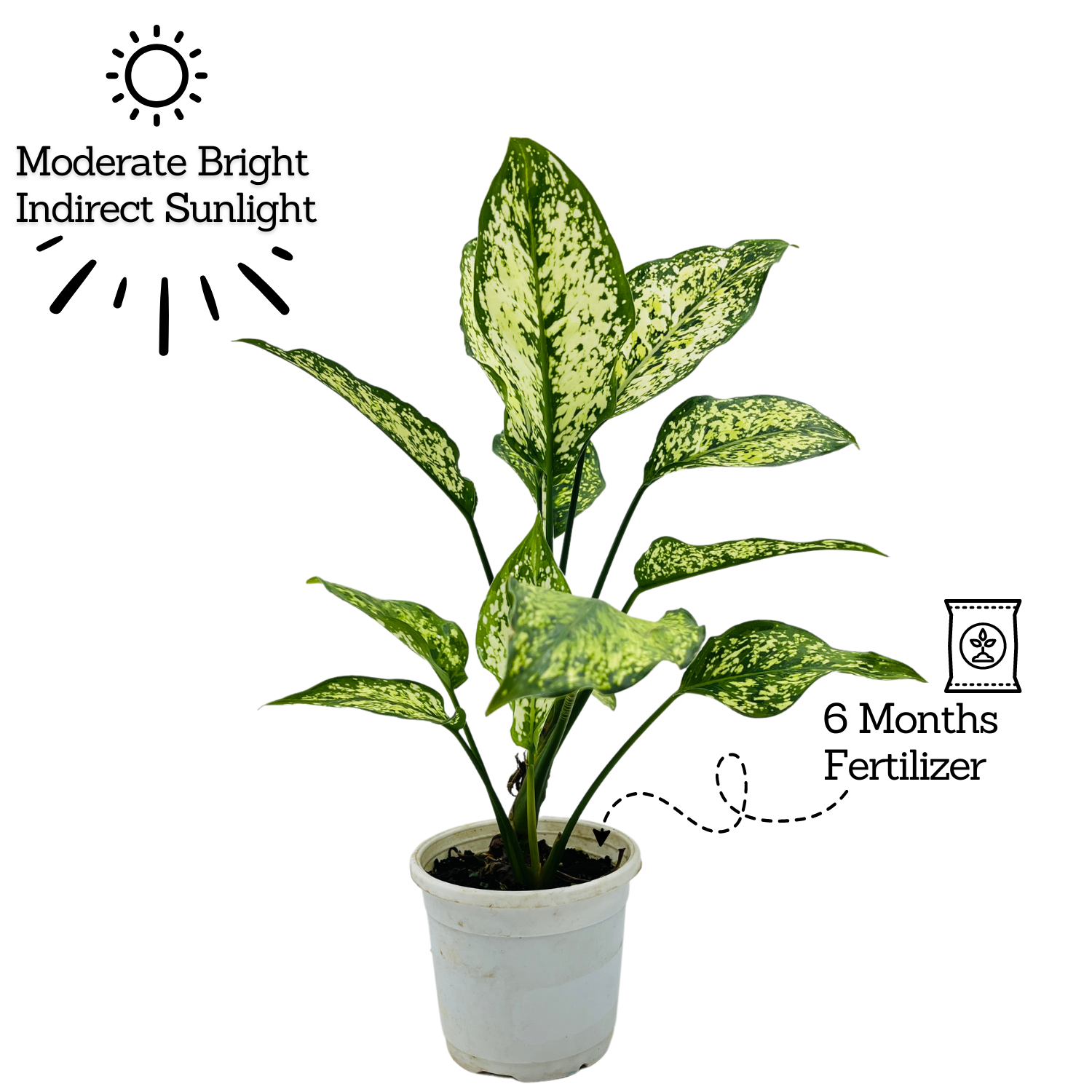 Aglaonema Snow White (Aglaonema Costatum)- Live Plant  (Home & Garden)