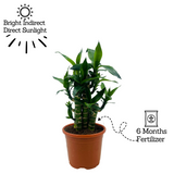 Lotus Bamboo / Lucky Bamboo - Live Plant (Home & Garden)