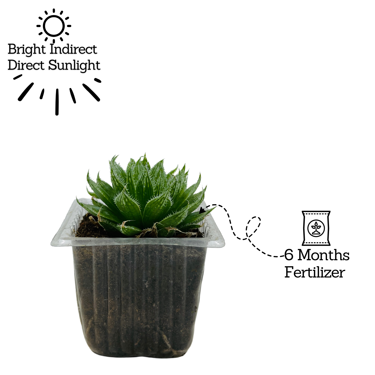 Haworthia Mucronata- Live Succulent Plant (Home & Garden)