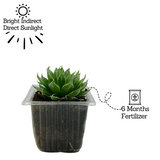 Haworthia Mucronata- Live Succulent Plant (Home & Garden)