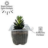 Sinocrassula Yunnanensis |  Chinese Jade Succulent - Live Plant (Home & Garden)