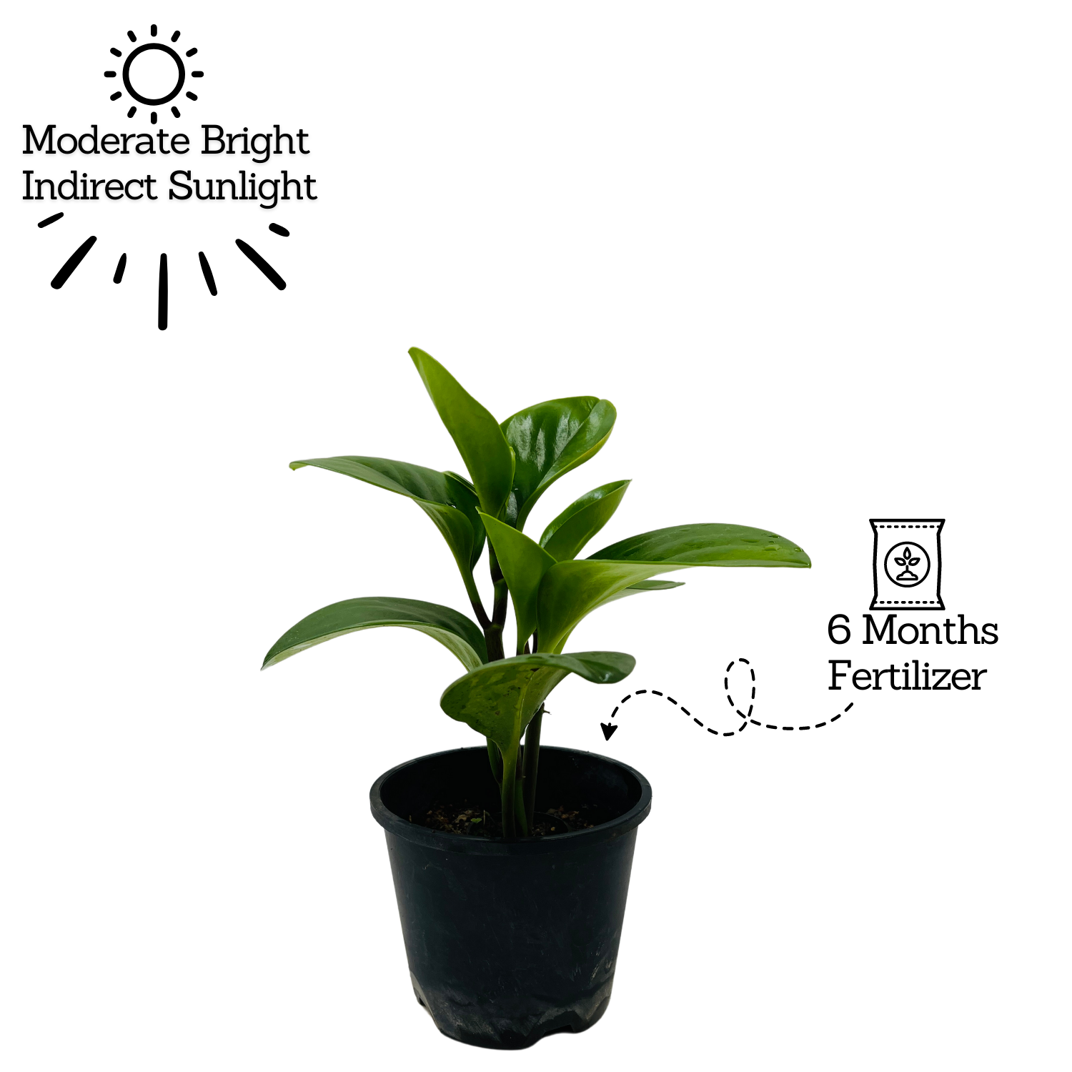 Peperomia Green / Baby Rubber  (Peperomia obtusifolia) - Live Plant For Indoor (Home & Garden)