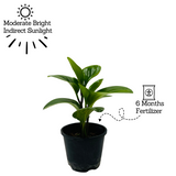 Peperomia Green / Baby Rubber  (Peperomia obtusifolia) - Live Plant For Indoor (Home & Garden)