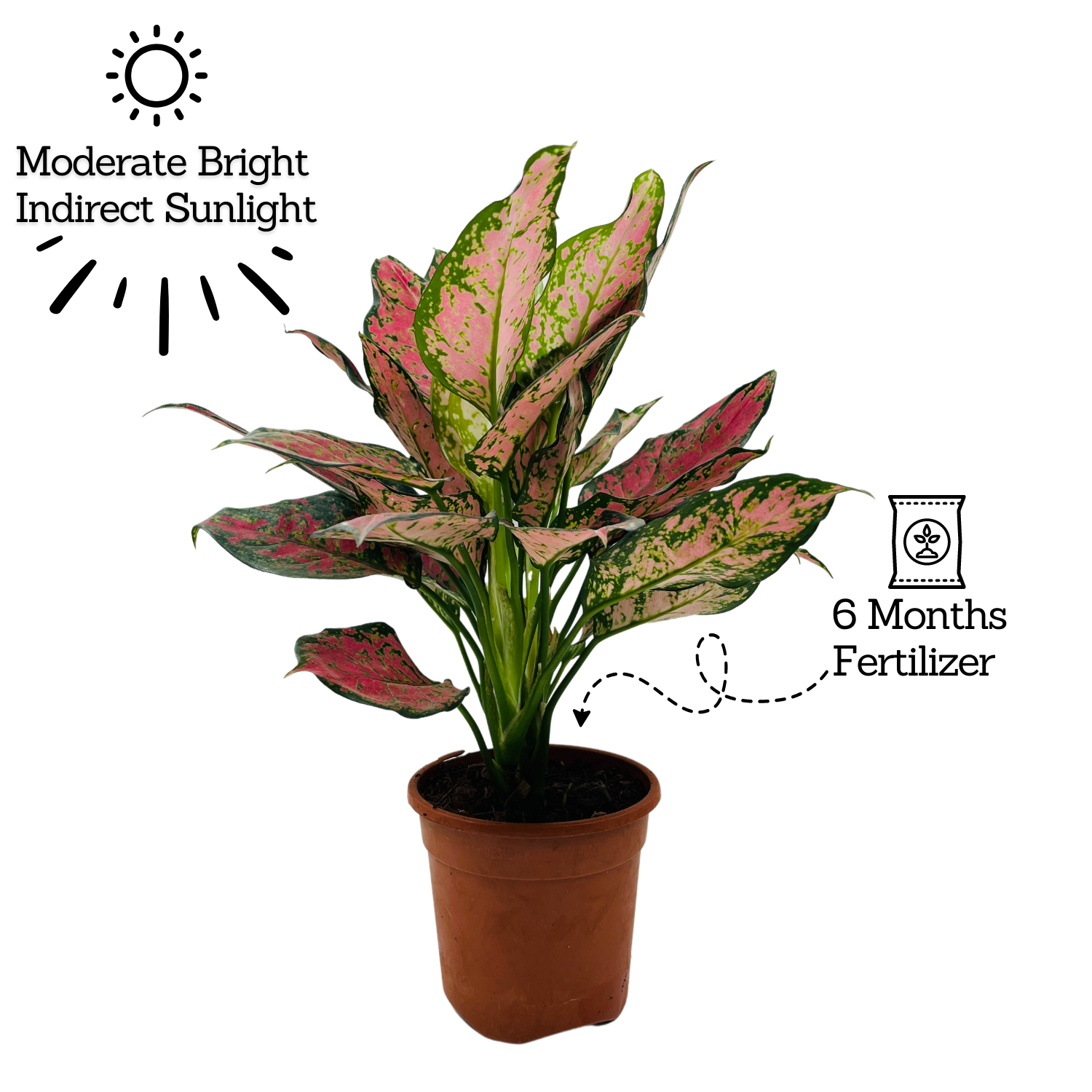 Aglaonema Red Valentine / Chinese Evergreen (Aglaonema commutatum)- Live Plant (Home & Garden)