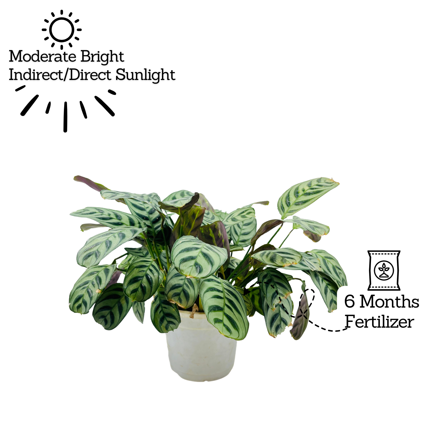 Calathea Burle Marxii - Live Plant (Home & Graden)