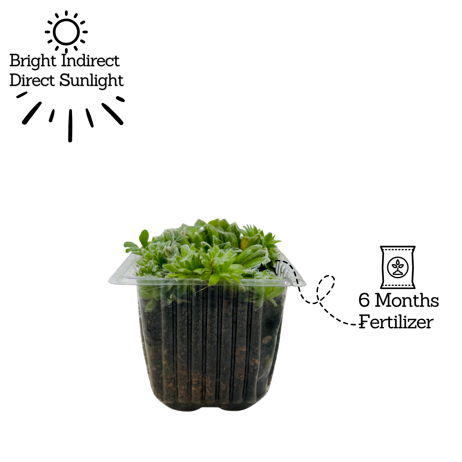 Sempervivum Arachnoideum ƒ??Cobweb house-leekƒ?�- Live Succulent Plant (Home & Garden)