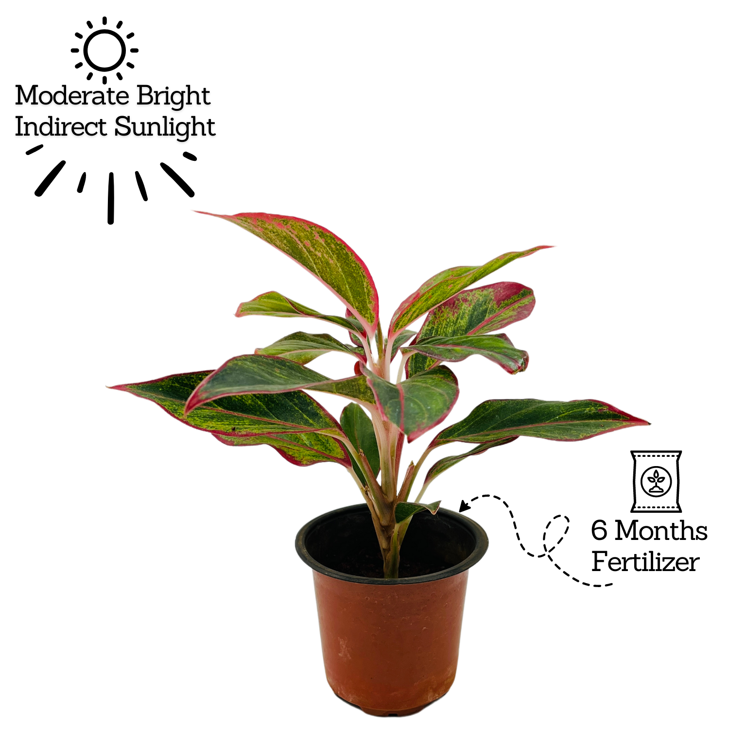 Aglaonema Red Lipstick (Aglaonema commutatum)- Live Plant  (Home & Garden)