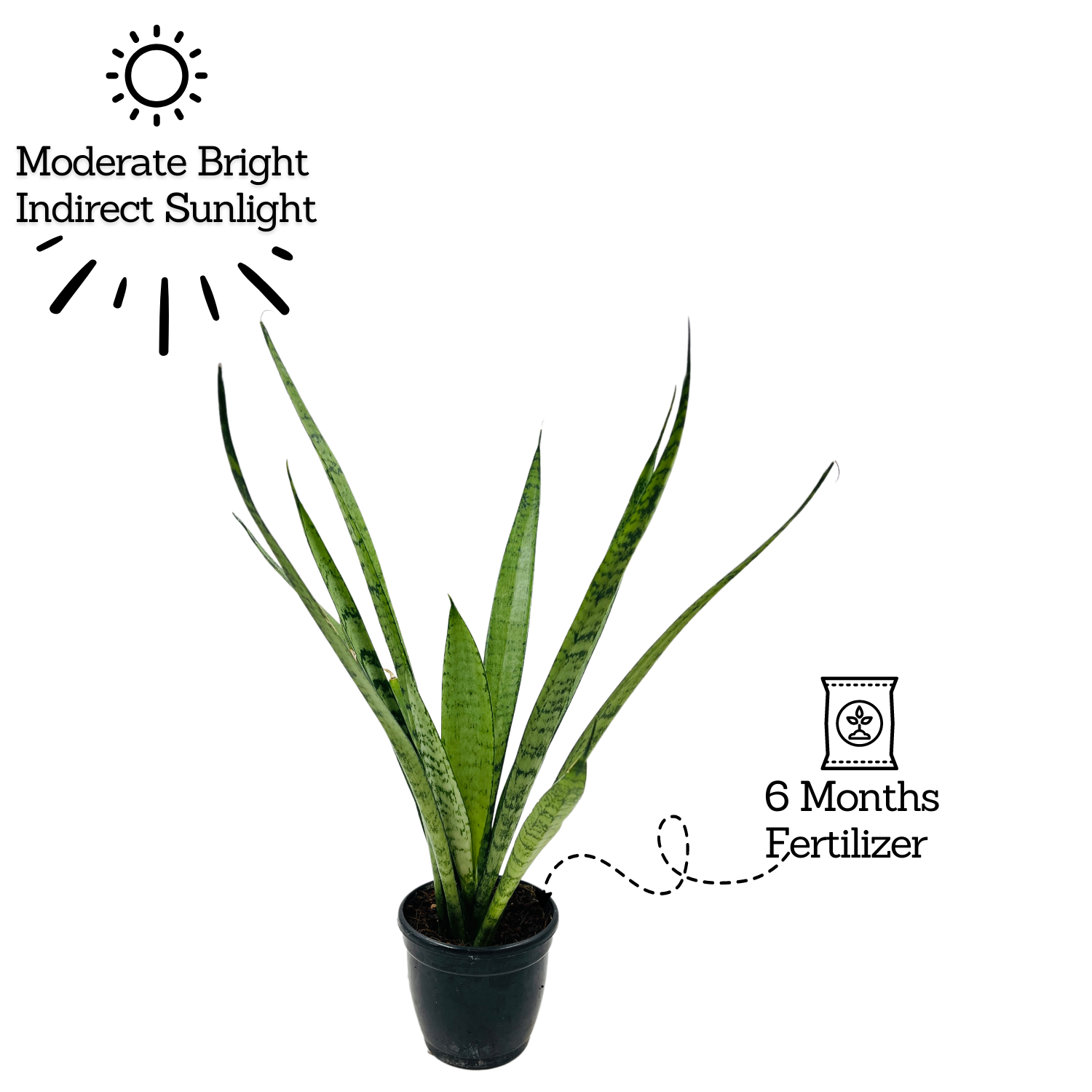 Sansevieria Silver Princess / Snake Plant (Sansevieria trifasciata)- Live Plant  (Home & Garden)