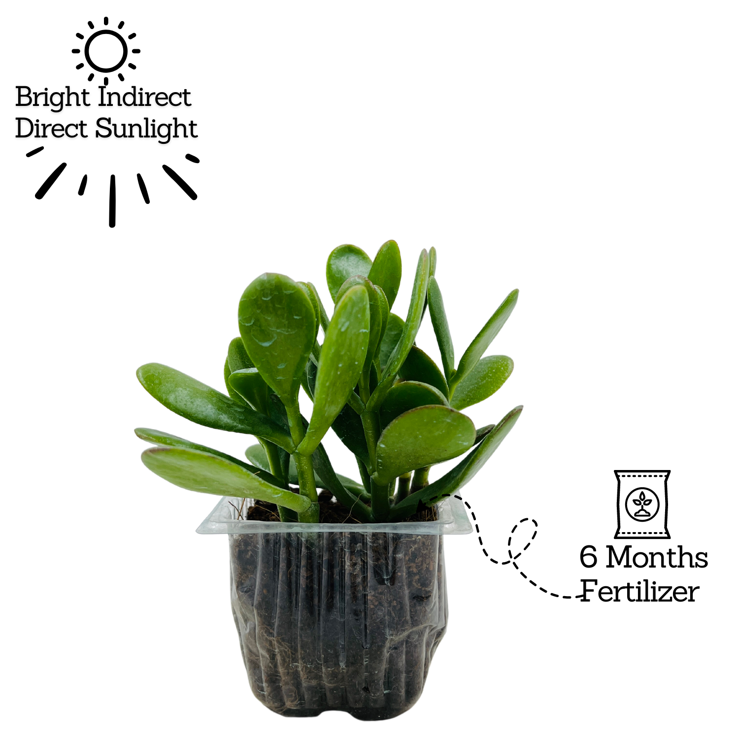 Crassula Ovata | Jade Plant (Opuntia microdasys)- Live Plant (Home & Garden)