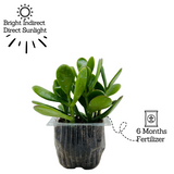 Crassula Ovata | Jade Plant (Opuntia microdasys)- Live Plant (Home & Garden)