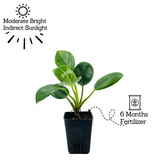 Philodendron Birkin / White Wave - Live Plant in 8.5cm Pot (Home & Graden)