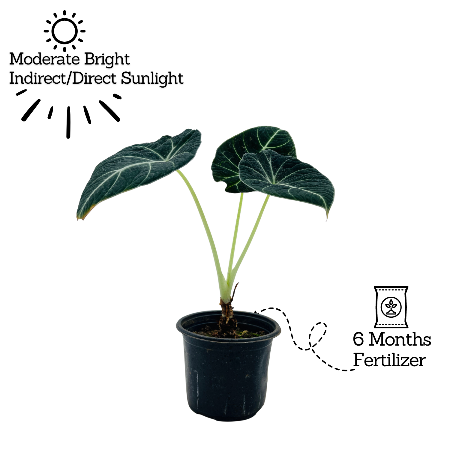 Alocasia Black Velvet- Live Plant (Home & Garden)